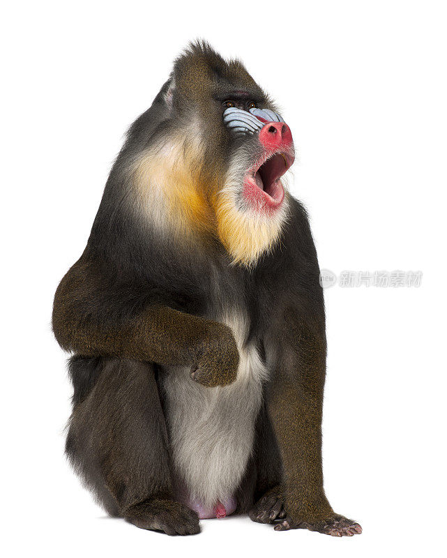 Mandrill坐着和叫喊——Mandrillus sphinx(22岁)是一种旧世界的灵长类猴子